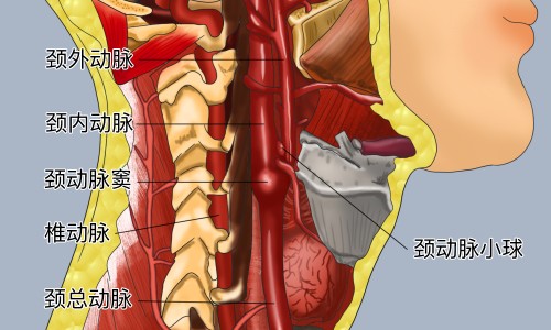 三叶青藤功效和作用-三叶青藤的食用方法、三叶青藤的功效与作用是什么 -三叶青藤的功效与作用网