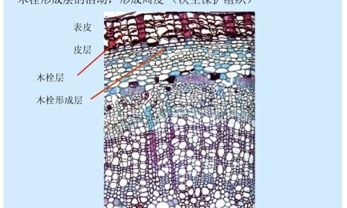 三叶青藤的食用方法、三叶青藤的功效与作用是什么 -三叶青藤的功效与作用网