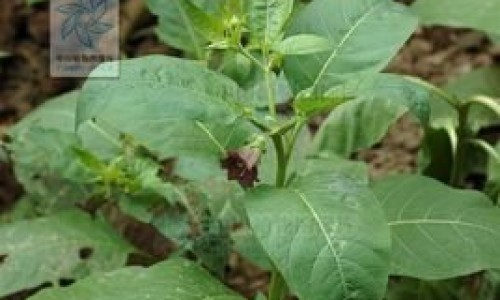 三叶青藤的食用方法、三叶青藤的功效与作用是什么 -三叶青藤的功效与作用网