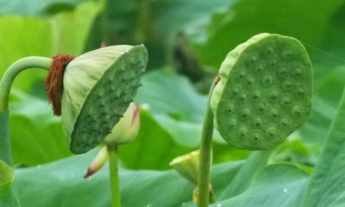 三叶青藤功效和作用-三叶青藤的食用方法、三叶青藤的功效与作用是什么 -三叶青藤的功效与作用网